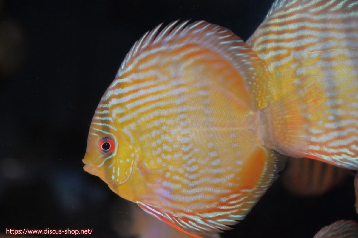 画像1: 【30周年記念セール対象個体】【ワイルドディスカス】【通販】【５年ぶりの入荷】ラーゴタンバッキースーパーロイヤル【個体販売】14-15cm（生体）ラーゴタンバッキー産 (1)