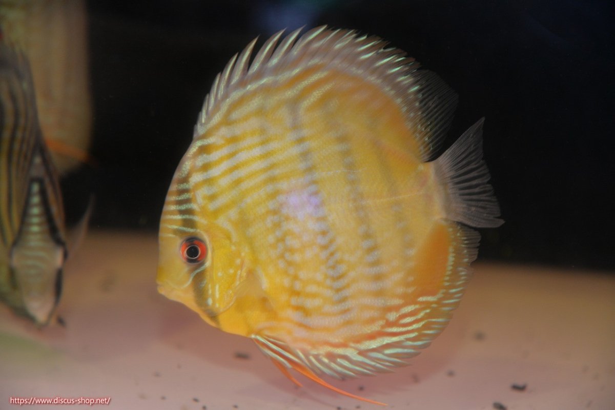 画像2: 【30周年記念セール対象個体】【ワイルドディスカス】【通販】【５年ぶりの入荷】ラーゴタンバッキースーパーロイヤル【個体販売】14-15cm（生体）ラーゴタンバッキー産 (2)