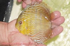 画像3: 【30周年記念セール対象個体】【ワイルドディスカス】【通販】【５年ぶりの入荷】ラーゴタンバッキースーパーロイヤル【個体販売】14-15cm（生体）ラーゴタンバッキー産 (3)