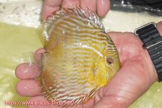 画像4: 【30周年記念セール対象個体】【ワイルドディスカス】【通販】【５年ぶりの入荷】ラーゴタンバッキースーパーロイヤル【個体販売】14-15cm（生体）ラーゴタンバッキー産 (4)