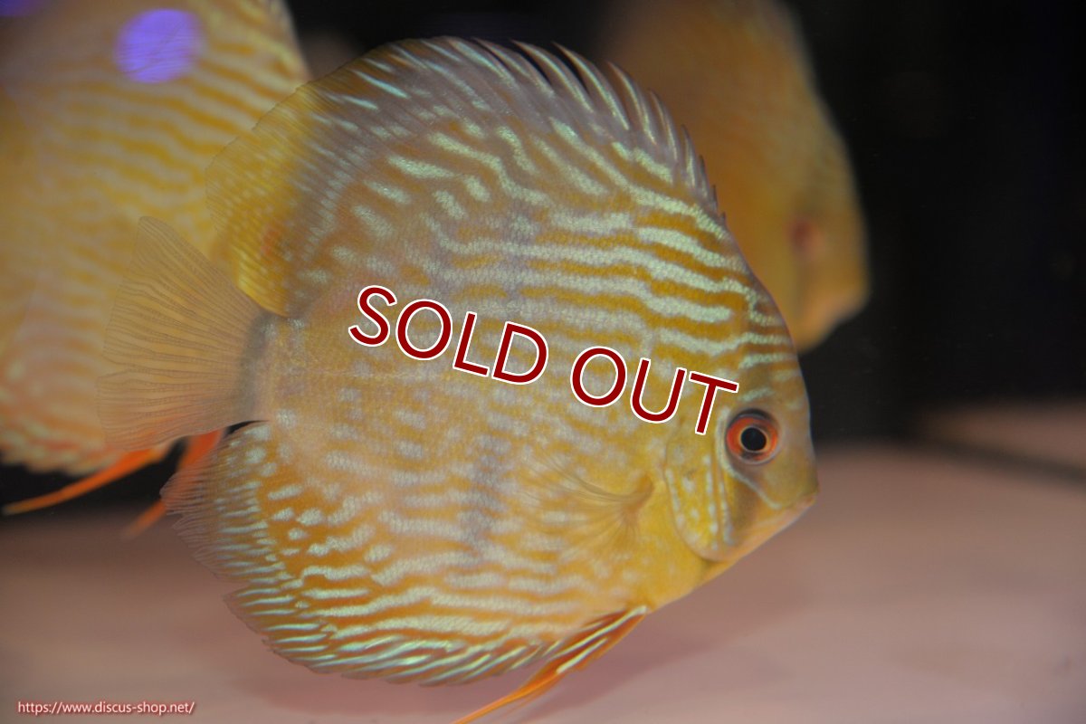 画像1: 【ワイルドディスカス】【通販】【５年ぶりの入荷】ラーゴタンバッキースーパーロイヤル　ヤングスター【個体販売】11cm（生体）ラーゴタンバッキー産 (1)