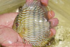 画像1: 【ワイルドディスカス】【通販】【５年ぶりの入荷】ラーゴタンバッキースーパーロイヤル　ヤングスター【個体販売】11cm（生体）ラーゴタンバッキー産 (1)