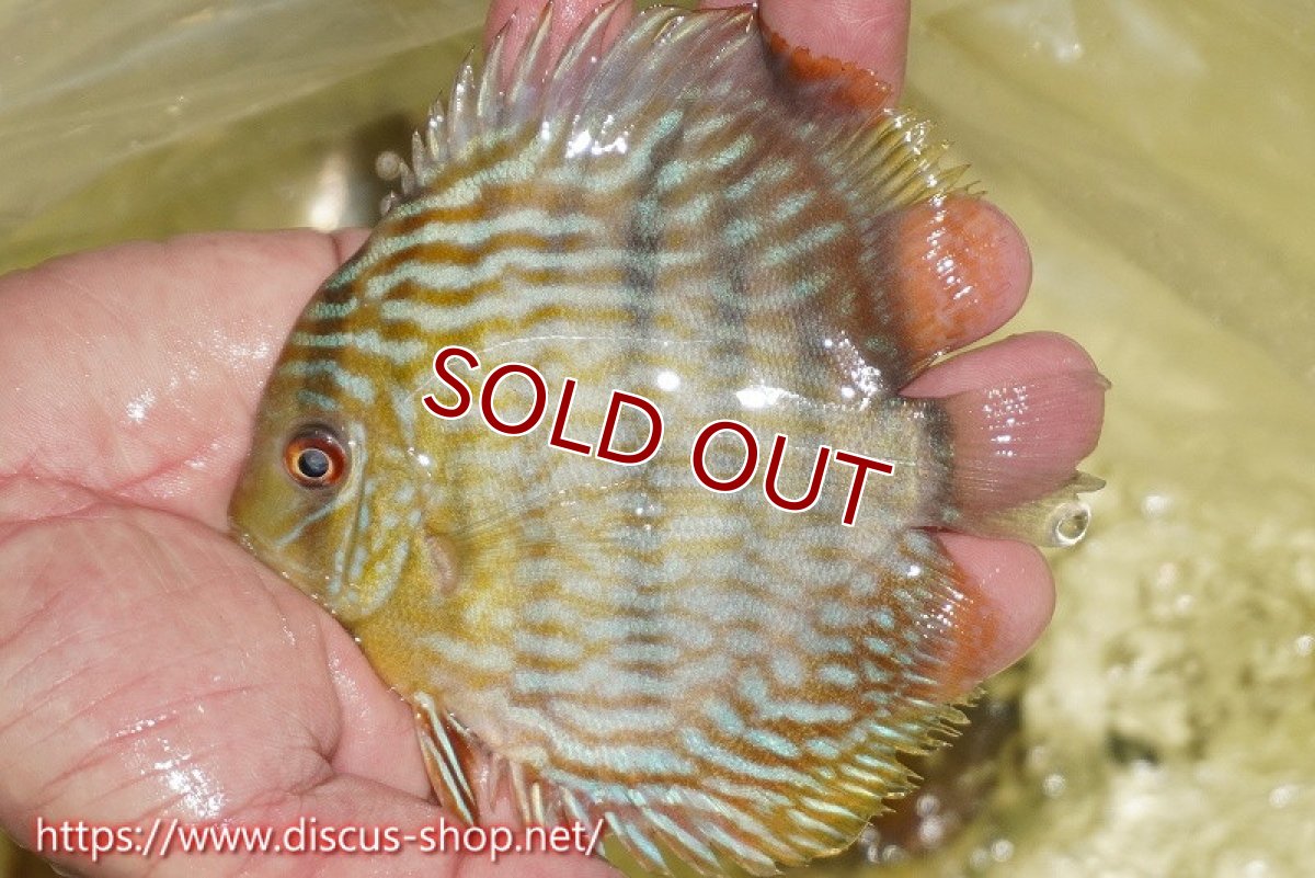 画像2: 【ワイルドディスカス】【通販】【５年ぶりの入荷】ラーゴタンバッキースーパーロイヤル　ヤングスター【個体販売】11cm（生体）ラーゴタンバッキー産 (2)