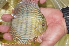 画像2: 【ワイルドディスカス】【通販】【５年ぶりの入荷】ラーゴタンバッキースーパーロイヤル　ヤングスター【個体販売】11cm（生体）ラーゴタンバッキー産 (2)