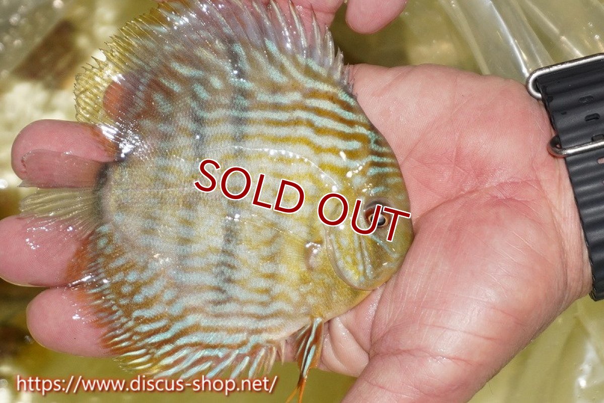 画像3: 【ワイルドディスカス】【通販】【５年ぶりの入荷】ラーゴタンバッキースーパーロイヤル　ヤングスター【個体販売】11cm（生体）ラーゴタンバッキー産 (3)