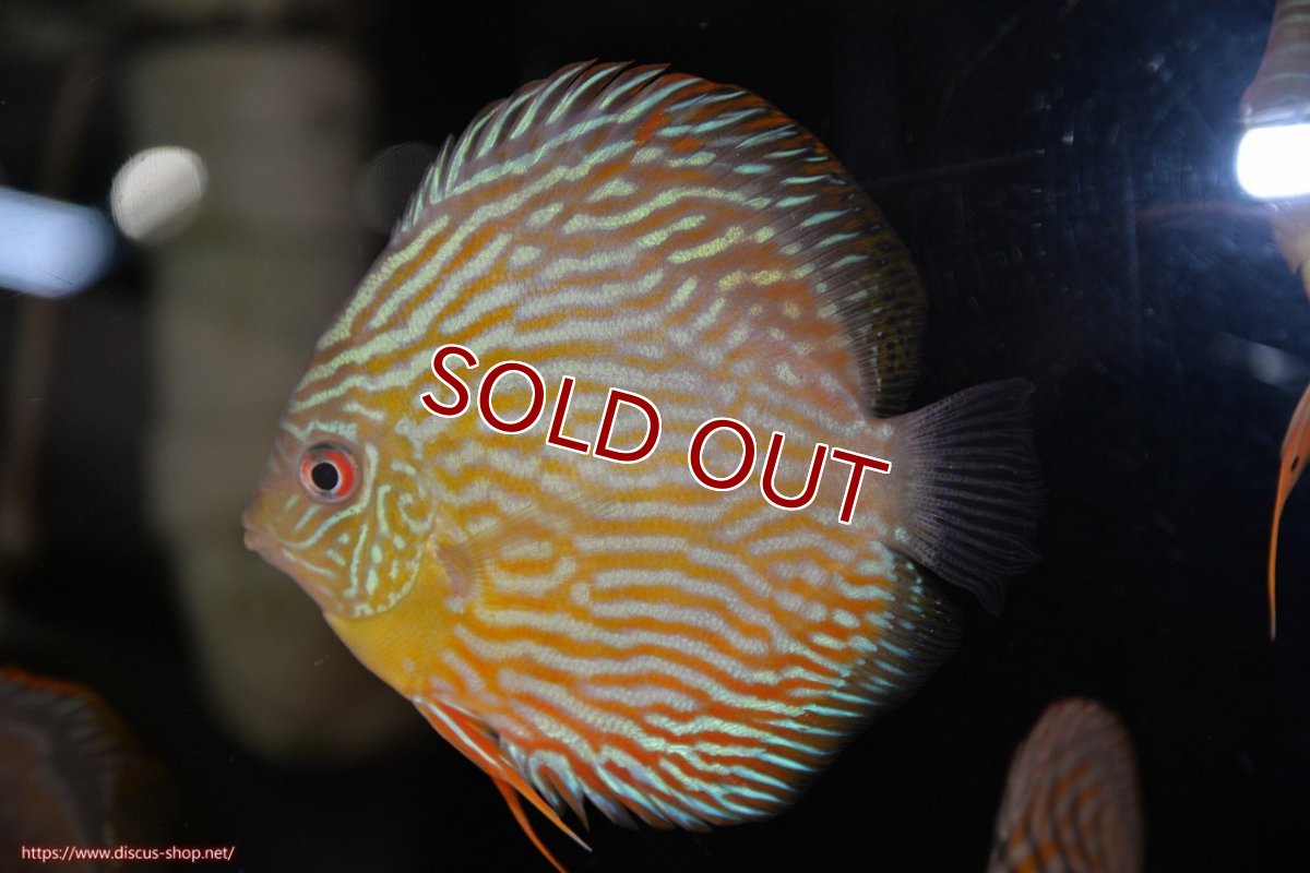 画像1: 【ワイルドディスカス】【通販】【５年ぶりの入荷】ラーゴタンバッキースーパーロイヤル　ヤングスター【個体販売】11cm（生体）ラーゴタンバッキー産 (1)
