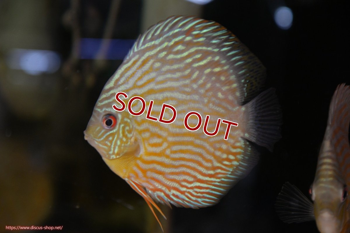 画像2: 【ワイルドディスカス】【通販】【５年ぶりの入荷】ラーゴタンバッキースーパーロイヤル　ヤングスター【個体販売】11cm（生体）ラーゴタンバッキー産 (2)