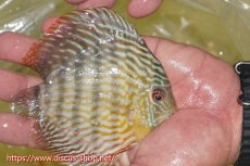 画像2: 【ワイルドディスカス】【通販】【５年ぶりの入荷】ラーゴタンバッキースーパーロイヤル　ヤングスター【個体販売】11cm（生体）ラーゴタンバッキー産 (2)