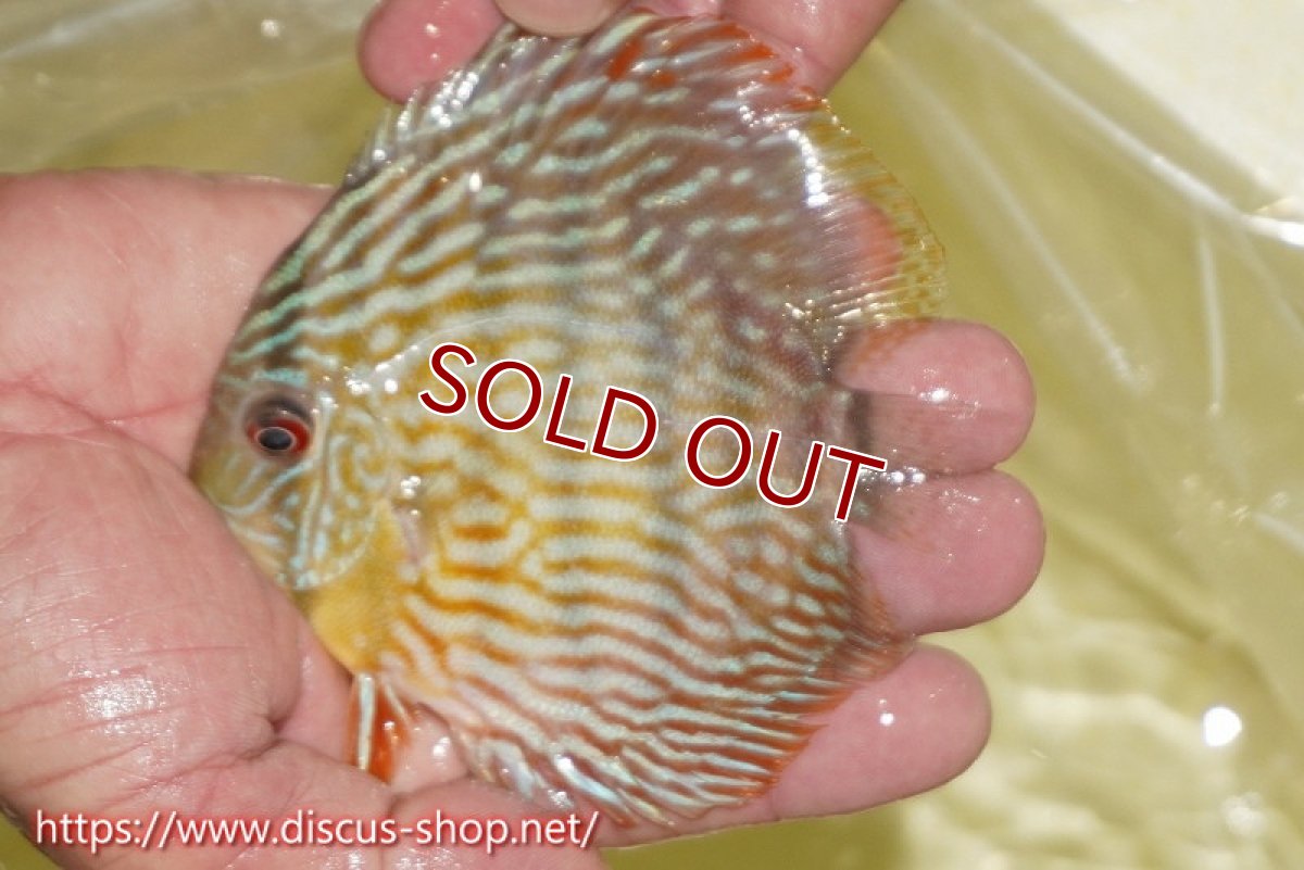 画像3: 【ワイルドディスカス】【通販】【５年ぶりの入荷】ラーゴタンバッキースーパーロイヤル　ヤングスター【個体販売】11cm（生体）ラーゴタンバッキー産 (3)