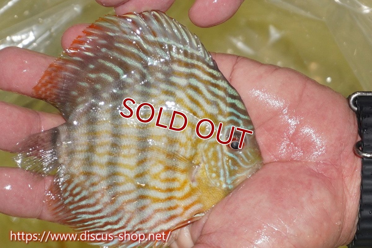 画像4: 【ワイルドディスカス】【通販】【５年ぶりの入荷】ラーゴタンバッキースーパーロイヤル　ヤングスター【個体販売】11cm（生体）ラーゴタンバッキー産 (4)