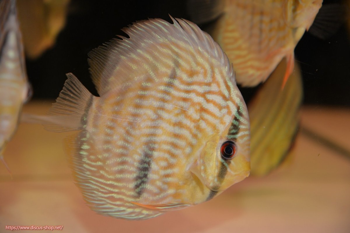 画像1: 【30周年記念セール対象個体】【ワイルドディスカス】【通販】【５年ぶりの入荷】ラーゴタンバッキースーパーロイヤル　ヤングスター【個体販売】11cm（生体）ラーゴタンバッキー産 (1)