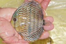 画像1: 【ワイルドディスカス】【通販】【５年ぶりの入荷】ラーゴタンバッキースーパーロイヤル　ヤングスター【個体販売】11cm（生体）ラーゴタンバッキー産 (1)