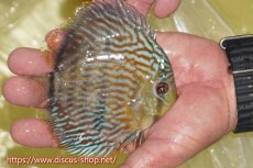 画像3: 【30周年記念セール対象個体】【ワイルドディスカス】【通販】【５年ぶりの入荷】ラーゴタンバッキースーパーロイヤル　ヤングスター【個体販売】11cm（生体）ラーゴタンバッキー産 (3)