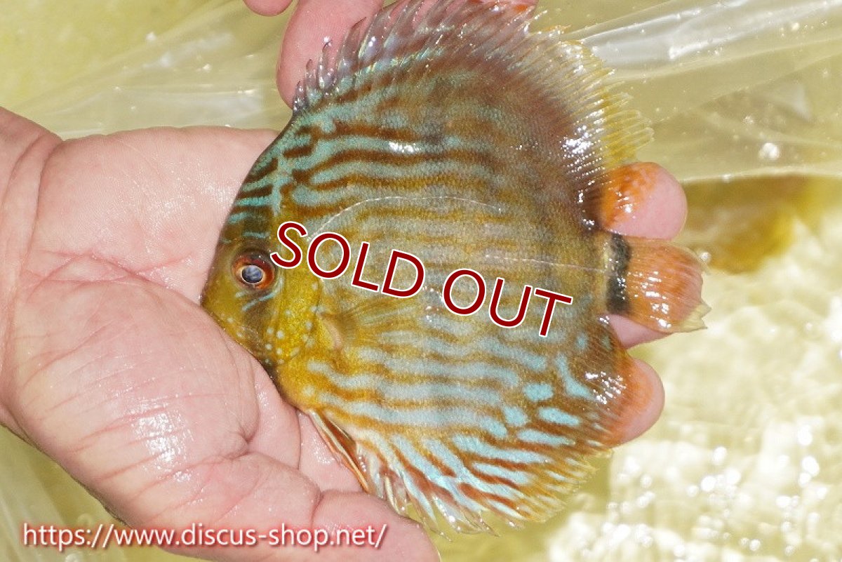 画像1: 【ワイルドディスカス】【通販】【５年ぶりの入荷】ラーゴタンバッキースーパーロイヤル　ヤングスター【個体販売】11cm（生体）ラーゴタンバッキー産 (1)