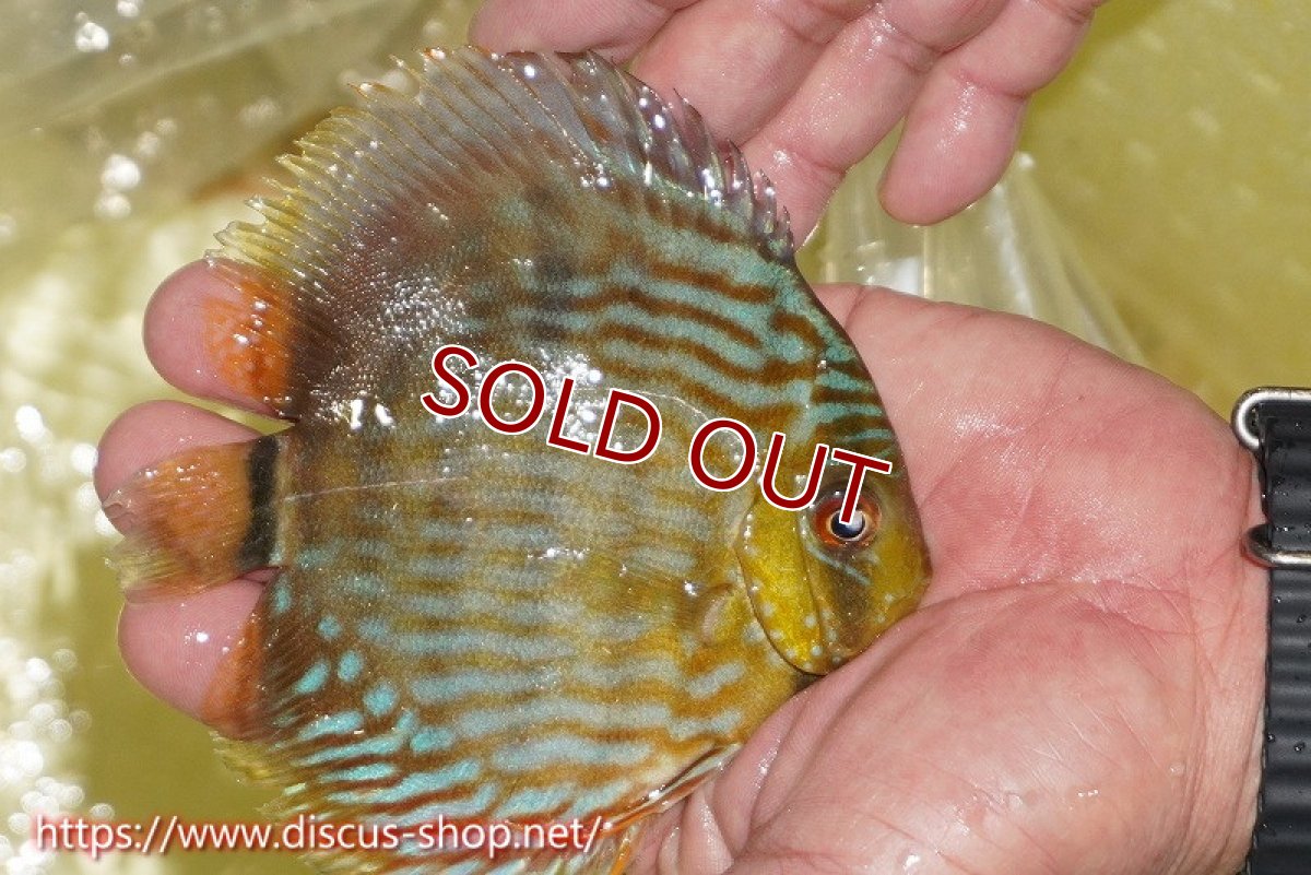 画像2: 【ワイルドディスカス】【通販】【５年ぶりの入荷】ラーゴタンバッキースーパーロイヤル　ヤングスター【個体販売】11cm（生体）ラーゴタンバッキー産 (2)