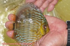 画像2: 【ワイルドディスカス】【通販】【５年ぶりの入荷】ラーゴタンバッキースーパーロイヤル　ヤングスター【個体販売】11cm（生体）ラーゴタンバッキー産 (2)