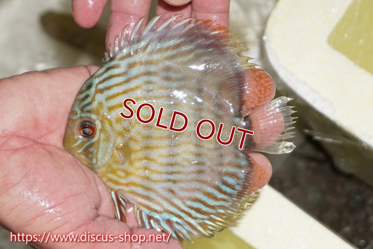 画像1: 【ワイルドディスカス】【通販】【５年ぶりの入荷】ラーゴタンバッキースーパーロイヤル　ヤングスター【個体販売】11cm（生体）ラーゴタンバッキー産 (1)