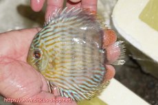 画像1: 【ワイルドディスカス】【通販】【５年ぶりの入荷】ラーゴタンバッキースーパーロイヤル　ヤングスター【個体販売】11cm（生体）ラーゴタンバッキー産 (1)