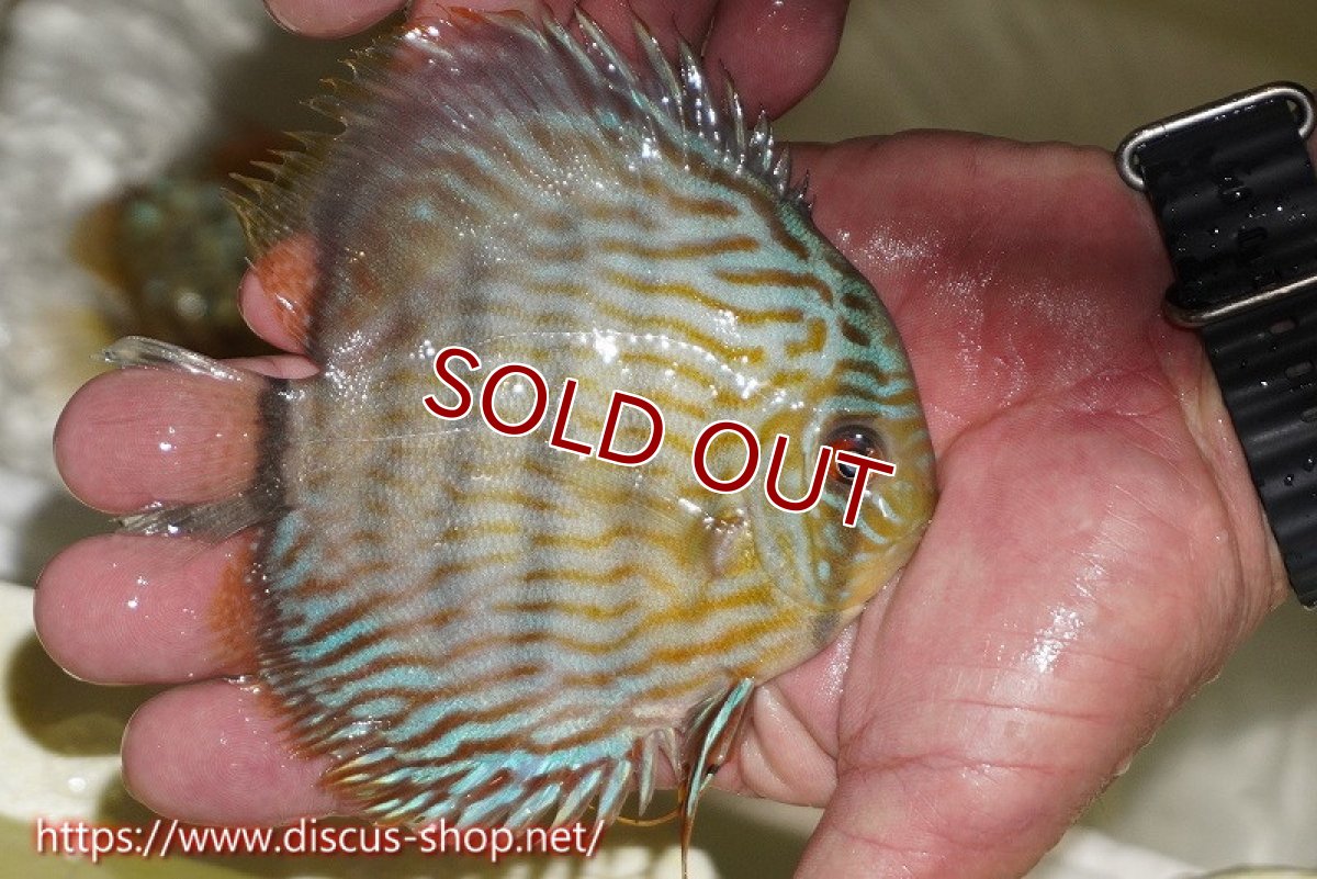 画像3: 【ワイルドディスカス】【通販】【５年ぶりの入荷】ラーゴタンバッキースーパーロイヤル　ヤングスター【個体販売】11cm（生体）ラーゴタンバッキー産 (3)