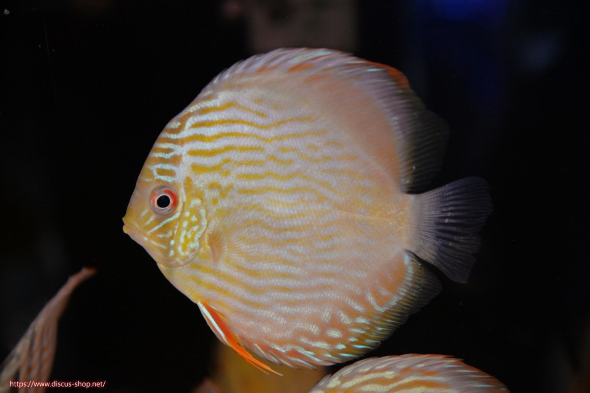 画像1: 【30周年記念セール対象個体】【ワイルドディスカス】【通販】【５年ぶりの入荷】ラーゴタンバッキースーパーロイヤル　ヤングスター【個体販売】11cm（生体）ラーゴタンバッキー産 (1)