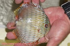 画像3: 【30周年記念セール対象個体】【ワイルドディスカス】【通販】【５年ぶりの入荷】ラーゴタンバッキースーパーロイヤル　ヤングスター【個体販売】11cm（生体）ラーゴタンバッキー産 (3)