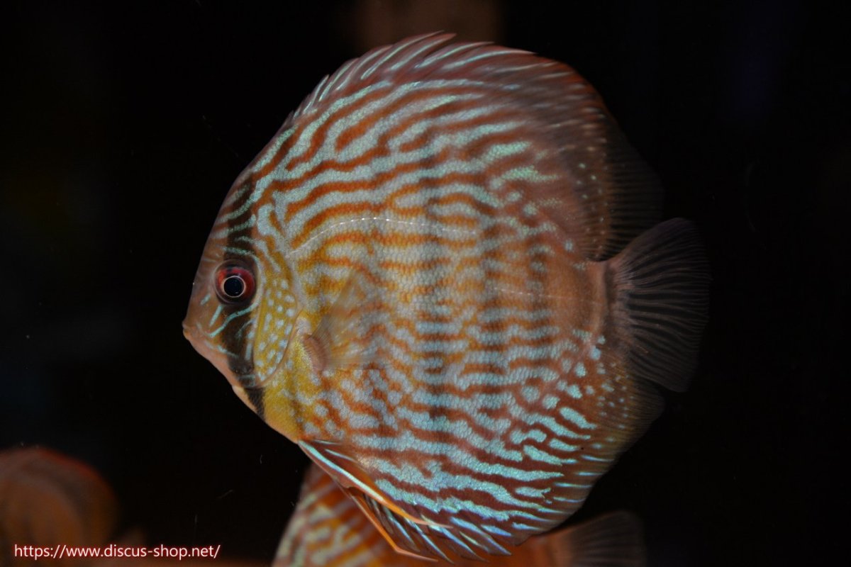 画像1: 【30周年記念セール対象個体】【ワイルドディスカス】【通販】【５年ぶりの入荷】ラーゴタンバッキースーパーロイヤル　ヤングスター【個体販売】11cm（生体）ラーゴタンバッキー産 (1)