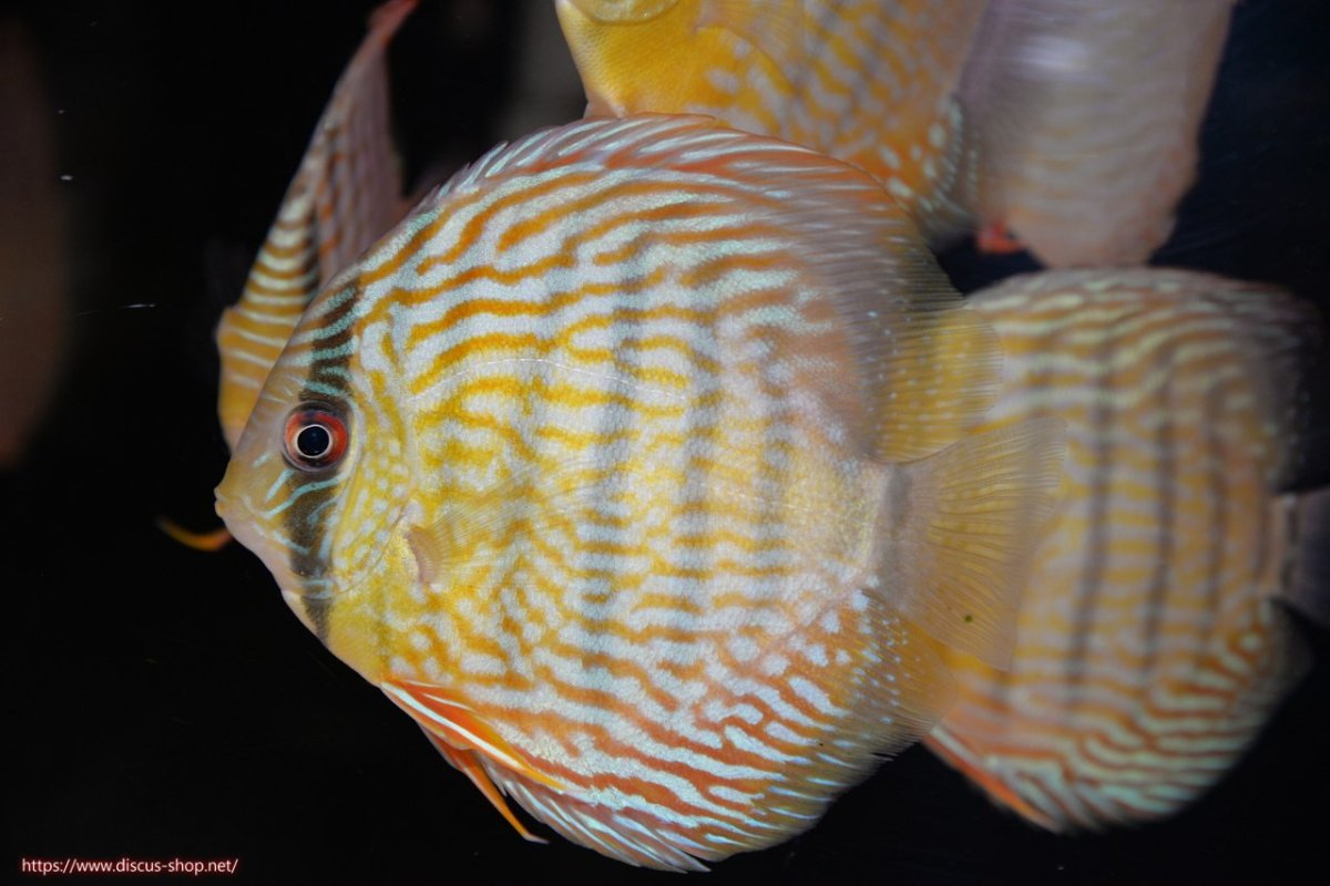 画像2: 【30周年記念セール対象個体】【ワイルドディスカス】【通販】【５年ぶりの入荷】ラーゴタンバッキースーパーロイヤル　ヤングスター【個体販売】11cm（生体）ラーゴタンバッキー産 (2)