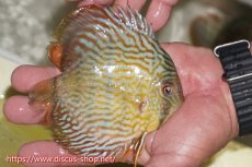 画像2: 【ワイルドディスカス】【通販】【５年ぶりの入荷】ラーゴタンバッキースーパーロイヤル　ヤングスター【個体販売】11cm（生体）ラーゴタンバッキー産 (2)