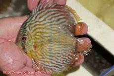 画像3: 【30周年記念セール対象個体】【ワイルドディスカス】【通販】【５年ぶりの入荷】ラーゴタンバッキースーパーロイヤル　ヤングスター【個体販売】11cm（生体）ラーゴタンバッキー産 (3)