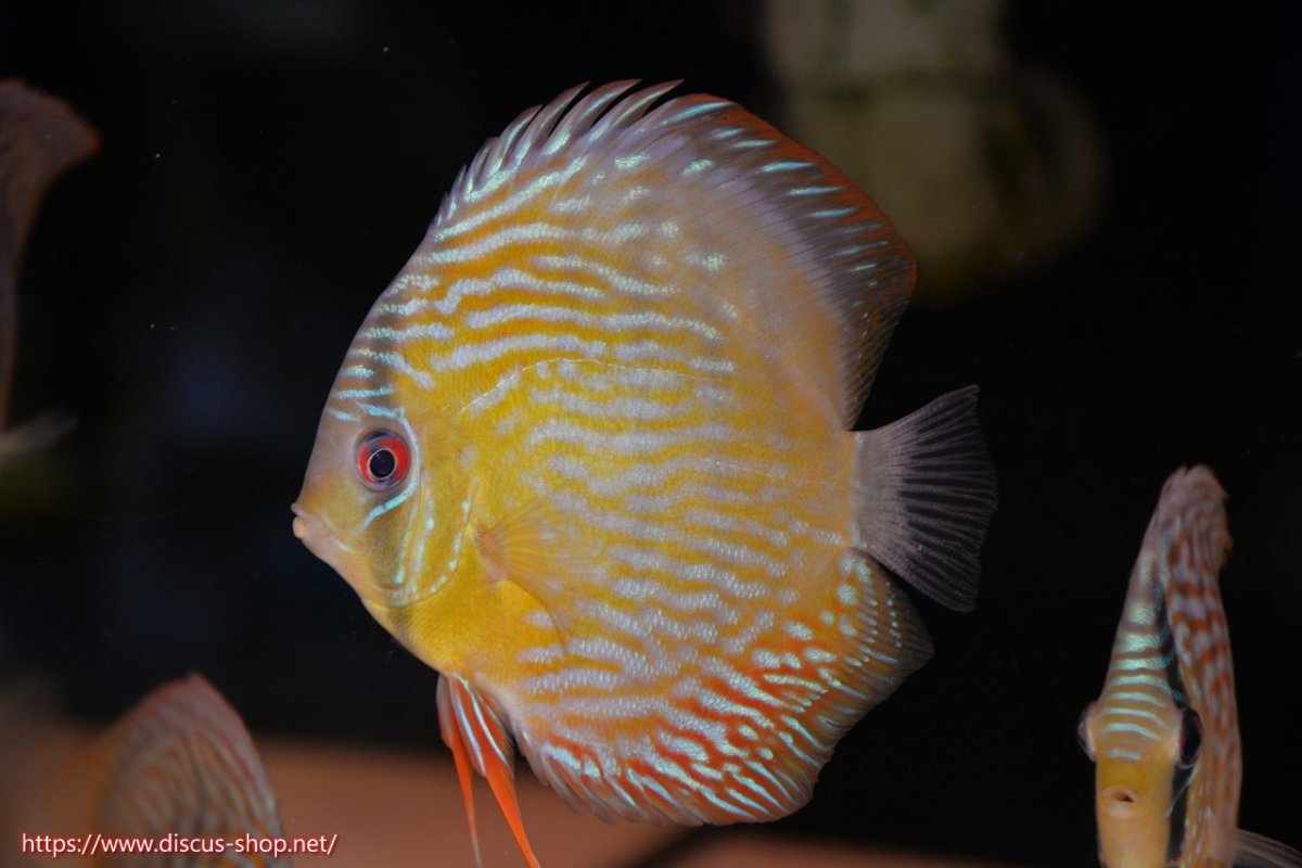 画像1: 【30周年記念セール対象個体】【ワイルドディスカス】【通販】【５年ぶりの入荷】ラーゴタンバッキースーパーロイヤル　ヤングスター【個体販売】11cm（生体）ラーゴタンバッキー産 (1)