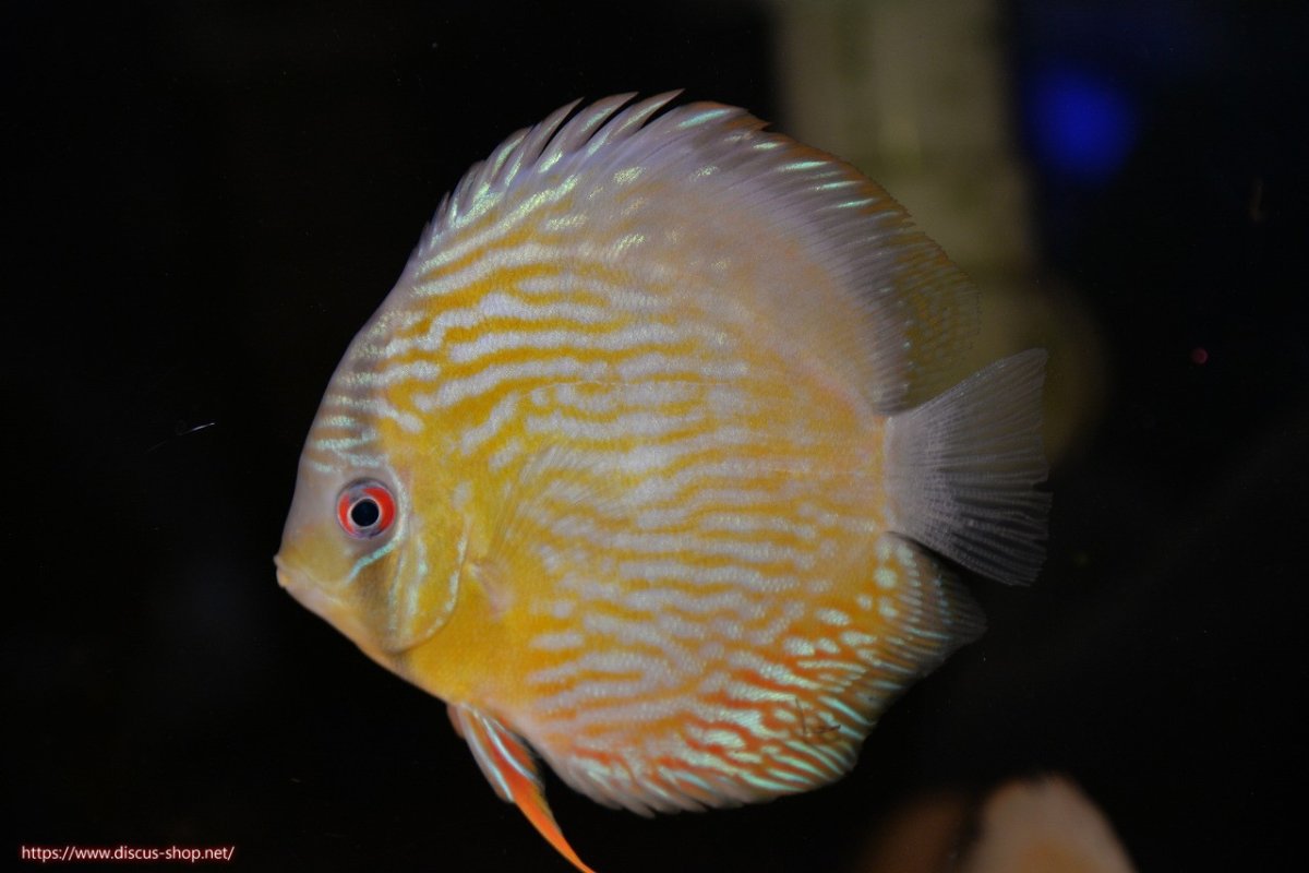 画像2: 【30周年記念セール対象個体】【ワイルドディスカス】【通販】【５年ぶりの入荷】ラーゴタンバッキースーパーロイヤル　ヤングスター【個体販売】11cm（生体）ラーゴタンバッキー産 (2)