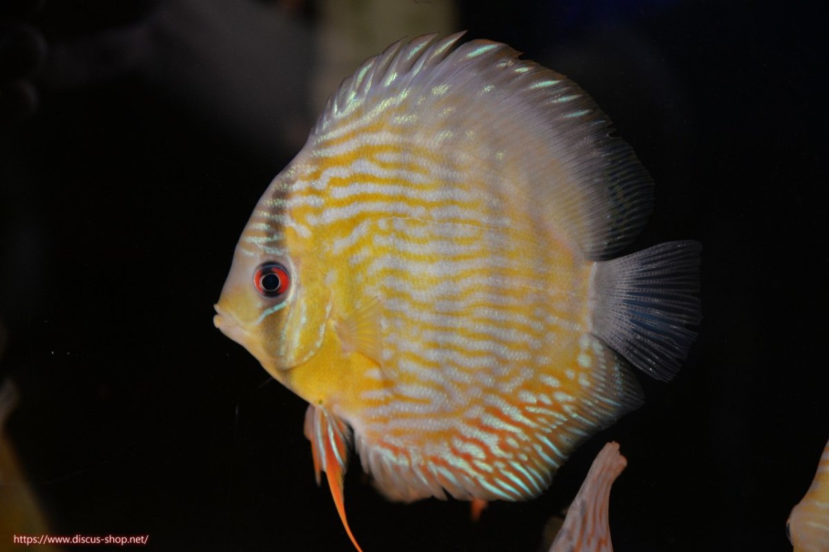 画像3: 【30周年記念セール対象個体】【ワイルドディスカス】【通販】【５年ぶりの入荷】ラーゴタンバッキースーパーロイヤル　ヤングスター【個体販売】11cm（生体）ラーゴタンバッキー産 (3)