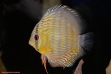 画像3: 【30周年記念セール対象個体】【ワイルドディスカス】【通販】【５年ぶりの入荷】ラーゴタンバッキースーパーロイヤル　ヤングスター【個体販売】11cm（生体）ラーゴタンバッキー産 (3)