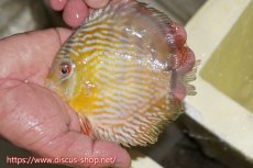 画像4: 【30周年記念セール対象個体】【ワイルドディスカス】【通販】【５年ぶりの入荷】ラーゴタンバッキースーパーロイヤル　ヤングスター【個体販売】11cm（生体）ラーゴタンバッキー産 (4)
