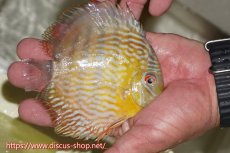 画像5: 【30周年記念セール対象個体】【ワイルドディスカス】【通販】【５年ぶりの入荷】ラーゴタンバッキースーパーロイヤル　ヤングスター【個体販売】11cm（生体）ラーゴタンバッキー産 (5)