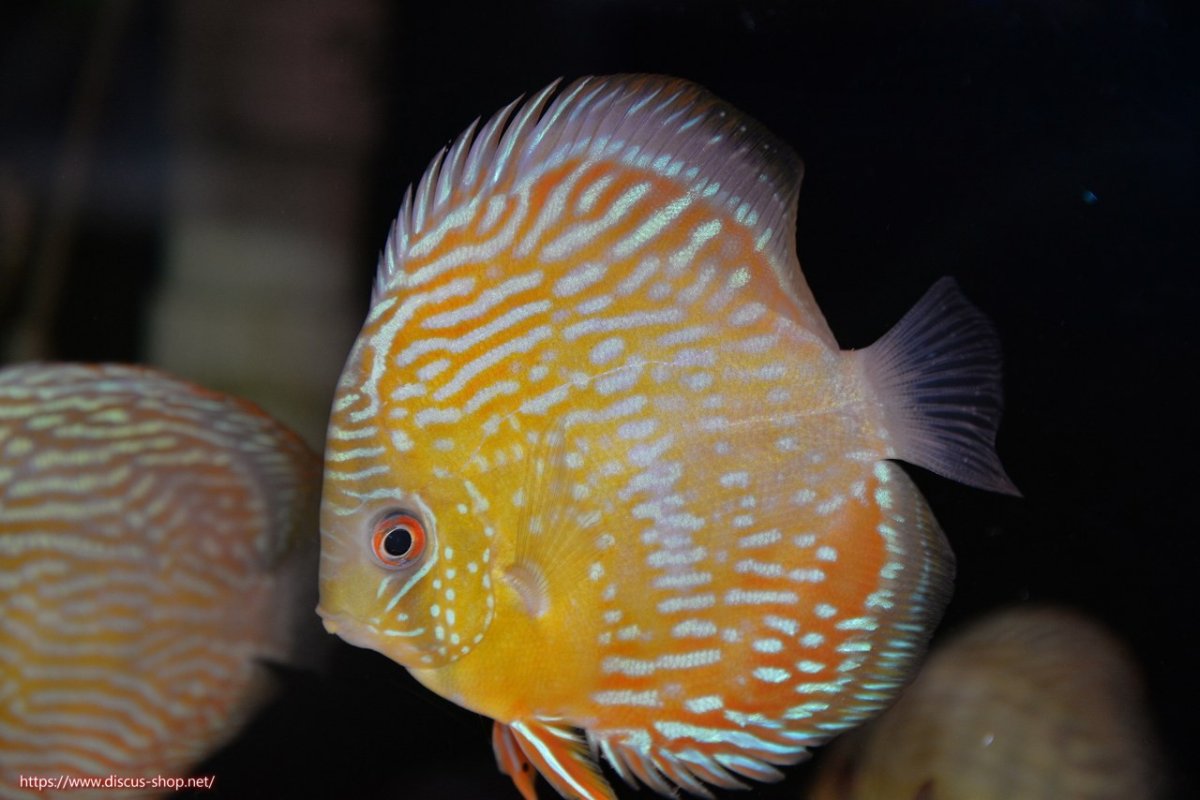 画像1: 【30周年記念セール対象個体】【ワイルドディスカス】【通販】【５年ぶりの入荷】ラーゴタンバッキースーパーロイヤル　ヤングスター【個体販売】11cm（生体）ラーゴタンバッキー産 (1)