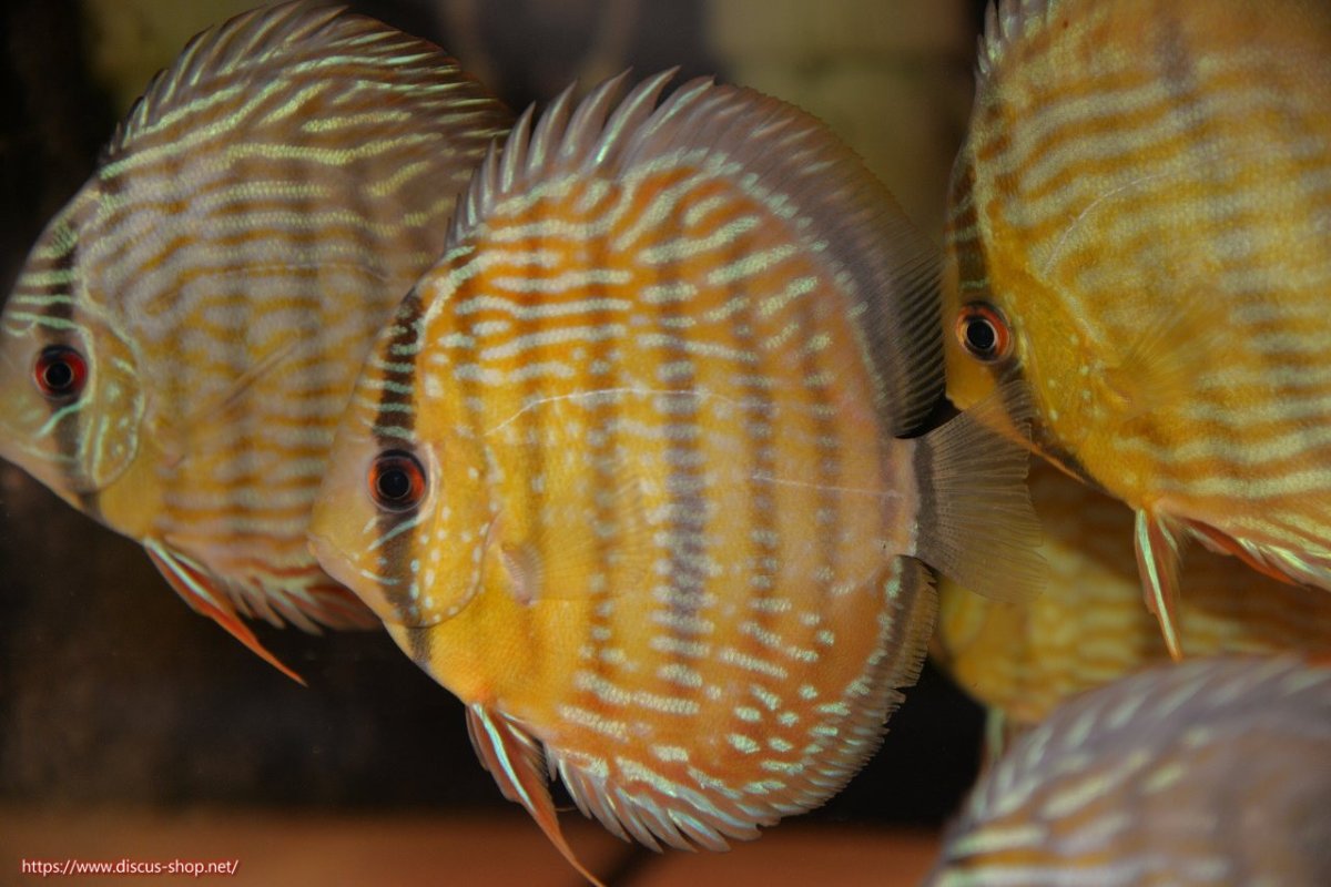 画像2: 【30周年記念セール対象個体】【ワイルドディスカス】【通販】【５年ぶりの入荷】ラーゴタンバッキースーパーロイヤル　ヤングスター【個体販売】11cm（生体）ラーゴタンバッキー産 (2)