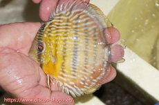 画像3: 【30周年記念セール対象個体】【ワイルドディスカス】【通販】【５年ぶりの入荷】ラーゴタンバッキースーパーロイヤル　ヤングスター【個体販売】11cm（生体）ラーゴタンバッキー産 (3)