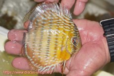 画像4: 【30周年記念セール対象個体】【ワイルドディスカス】【通販】【５年ぶりの入荷】ラーゴタンバッキースーパーロイヤル　ヤングスター【個体販売】11cm（生体）ラーゴタンバッキー産 (4)
