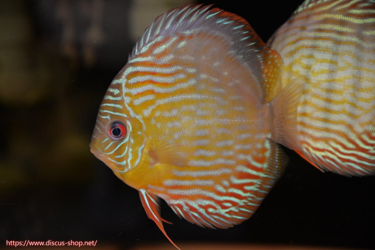 画像1: 【30周年記念セール対象個体】【ワイルドディスカス】【通販】【５年ぶりの入荷】ラーゴタンバッキースーパーロイヤル　ヤングスター【個体販売】11cm（生体）ラーゴタンバッキー産 (1)