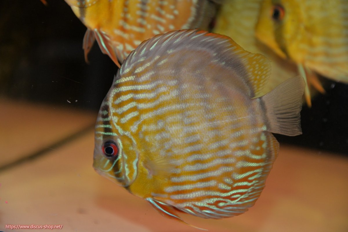 画像2: 【30周年記念セール対象個体】【ワイルドディスカス】【通販】【５年ぶりの入荷】ラーゴタンバッキースーパーロイヤル　ヤングスター【個体販売】11cm（生体）ラーゴタンバッキー産 (2)