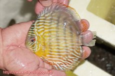 画像3: 【30周年記念セール対象個体】【ワイルドディスカス】【通販】【５年ぶりの入荷】ラーゴタンバッキースーパーロイヤル　ヤングスター【個体販売】11cm（生体）ラーゴタンバッキー産 (3)