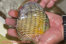 画像4: 【30周年記念セール対象個体】【ワイルドディスカス】【通販】【５年ぶりの入荷】ラーゴタンバッキースーパーロイヤル　ヤングスター【個体販売】11cm（生体）ラーゴタンバッキー産 (4)