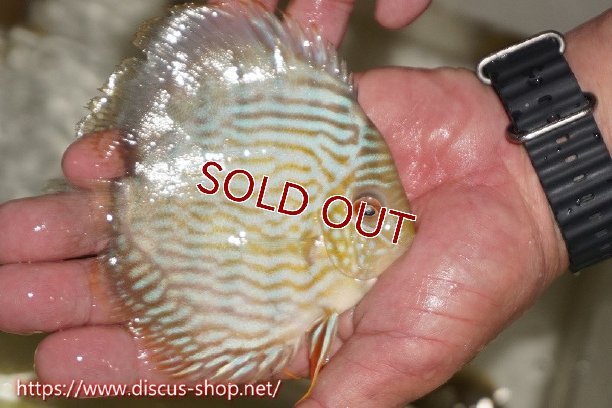 画像3: 【ワイルドディスカス】【通販】【５年ぶりの入荷】ラーゴタンバッキースーパーロイヤル　ヤングスター【個体販売】11cm（生体）ラーゴタンバッキー産 (3)