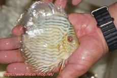 画像3: 【ワイルドディスカス】【通販】【５年ぶりの入荷】ラーゴタンバッキースーパーロイヤル　ヤングスター【個体販売】11cm（生体）ラーゴタンバッキー産 (3)