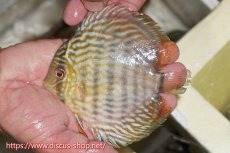 画像1: 【ワイルドディスカス】【通販】【５年ぶりの入荷】ラーゴタンバッキースーパーロイヤル　ヤングスター【個体販売】11cm（生体）ラーゴタンバッキー産 (1)