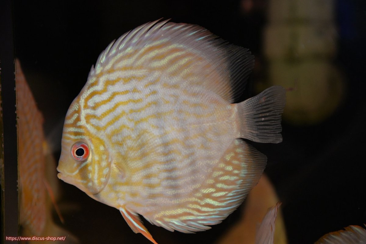 画像2: 【30周年記念セール対象個体】【ワイルドディスカス】【通販】【５年ぶりの入荷】ラーゴタンバッキースーパーロイヤル　ヤングスター【個体販売】11cm（生体）ラーゴタンバッキー産 (2)