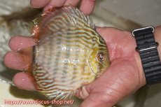 画像4: 【30周年記念セール対象個体】【ワイルドディスカス】【通販】【５年ぶりの入荷】ラーゴタンバッキースーパーロイヤル　ヤングスター【個体販売】11cm（生体）ラーゴタンバッキー産 (4)