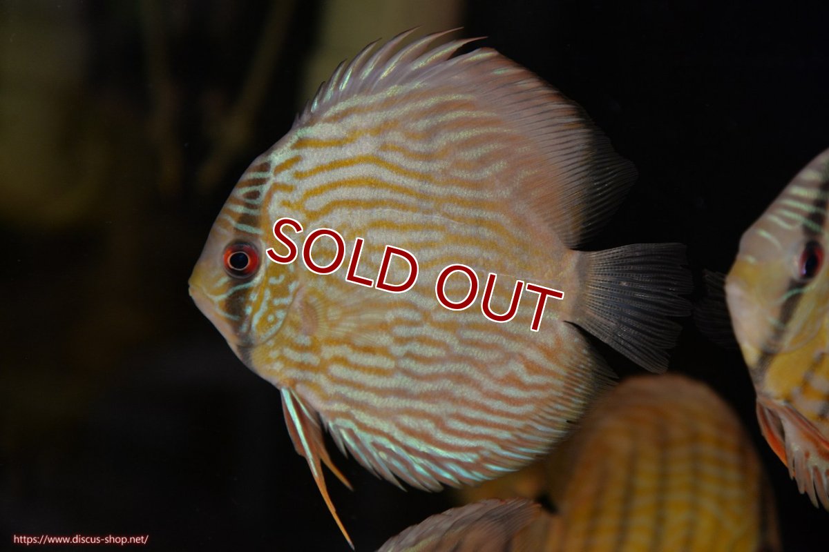 画像1: 【ワイルドディスカス】【通販】【５年ぶりの入荷】ラーゴタンバッキースーパーロイヤル　ヤングスター【個体販売】11cm（生体）ラーゴタンバッキー産 (1)