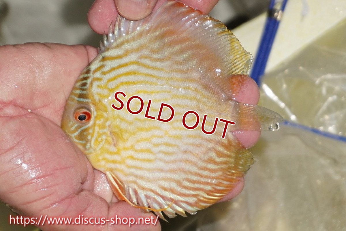 画像2: 【ワイルドディスカス】【通販】【５年ぶりの入荷】ラーゴタンバッキースーパーロイヤル　ヤングスター【個体販売】11cm（生体）ラーゴタンバッキー産 (2)